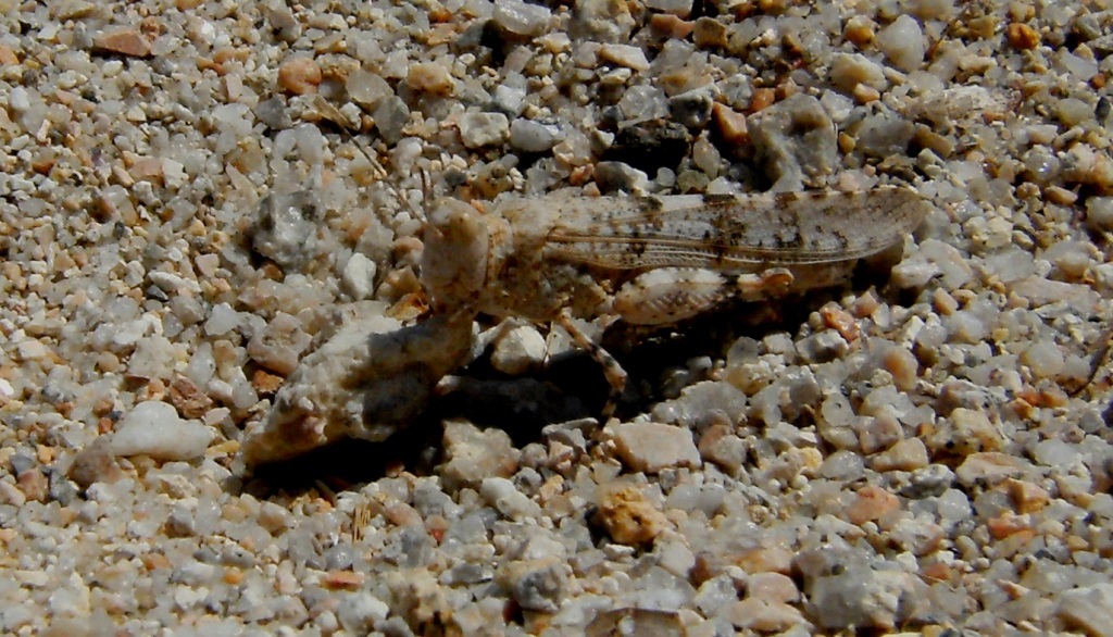 Cavalletta in spiaggia